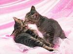 Kisses 601